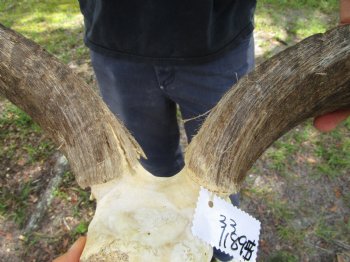 31-1/4 and 32 inches Kudu Horns on Skull Plate (Grade B Quality) - You are buying this one for $139.99