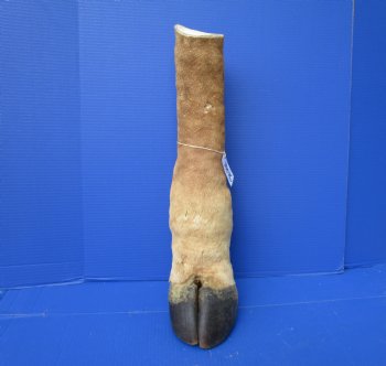 21-1/2 inches Tall Taxidermy Giraffe Foot with Hoof - Buy this one for $94.99
