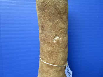 21-1/2 inches Tall Taxidermy Giraffe Foot with Hoof - Buy this one for $94.99