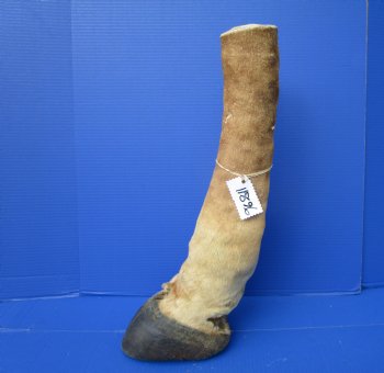 21-1/2 inches Tall Taxidermy Giraffe Foot with Hoof - Buy this one for $94.99