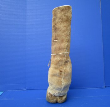 21-1/2 inches Tall Taxidermy Giraffe Foot with Hoof - Buy this one for $94.99
