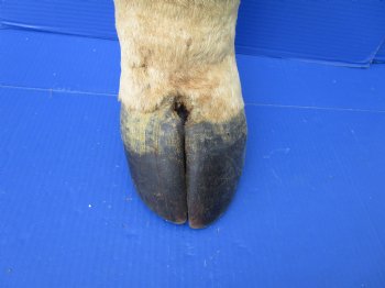 21-1/2 inches Tall Taxidermy Giraffe Foot with Hoof - Buy this one for $94.99