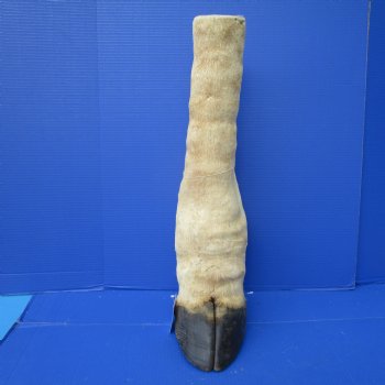 23-3/4 tall Taxidermy Giraffe Foot with Hoof(small hole) - Buy this one for $94.99