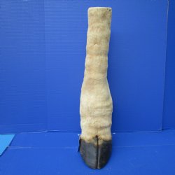 23-3/4 tall Taxidermy Giraffe Foot with Hoof(small hole) - Buy this one for $94.99