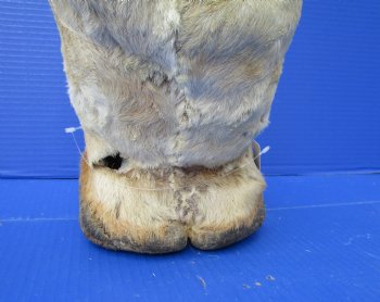 23-3/4 tall Taxidermy Giraffe Foot with Hoof(small hole) - Buy this one for $94.99