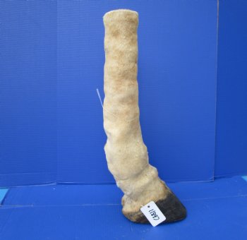 23-3/4 tall Taxidermy Giraffe Foot with Hoof(small hole) - Buy this one for $94.99