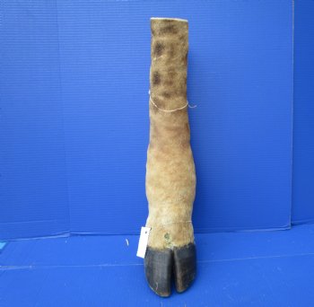 21-7/8 tall Taxidermy Giraffe Foot with Hoof - Buy this one for $94.99