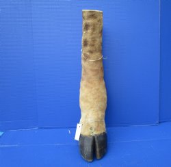 21-7/8 tall Taxidermy Giraffe Foot with Hoof - Buy this one for $94.99