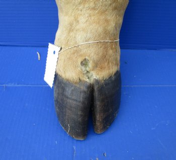 21-7/8 tall Taxidermy Giraffe Foot with Hoof - Buy this one for $94.99