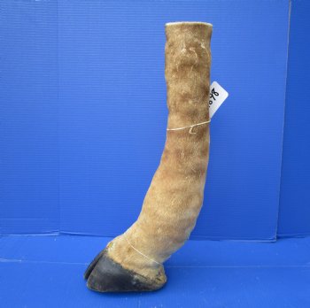 21-7/8 tall Taxidermy Giraffe Foot with Hoof - Buy this one for $94.99