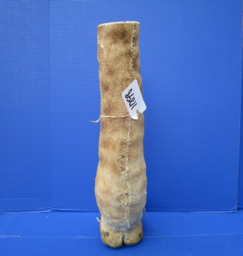 21-7/8 tall Taxidermy Giraffe Foot with Hoof - Buy this one for $94.99