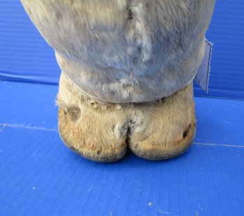 21-7/8 tall Taxidermy Giraffe Foot with Hoof - Buy this one for $94.99