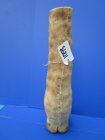 21-7/8 tall Taxidermy Giraffe Foot with Hoof - Buy this one for $94.99