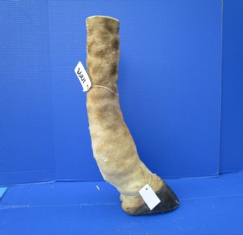 21-7/8 tall Taxidermy Giraffe Foot with Hoof - Buy this one for $94.99