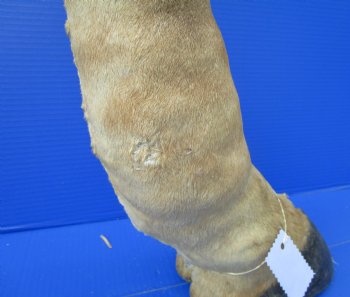 21-7/8 tall Taxidermy Giraffe Foot with Hoof - Buy this one for $94.99
