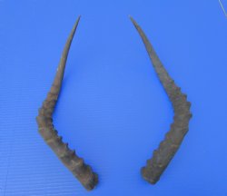 2 African Impala Antelope Horns for Sale 19 inches (1 right, 1 left) - Buy these 2 for $20.00 each
