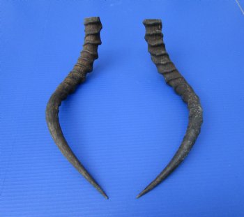 2 African Impala Antelope Horns for Sale 19 inches (1 right, 1 left) - Buy these 2 for $20.00 each