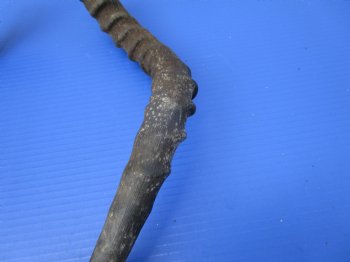 2 African Impala Antelope Horns for Sale 19 inches (1 right, 1 left) - Buy these 2 for $20.00 each