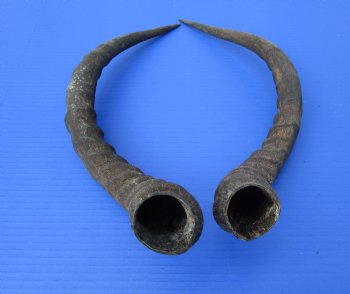 2 African Impala Antelope Horns for Sale 19 inches (1 right, 1 left) - Buy these 2 for $20.00 each