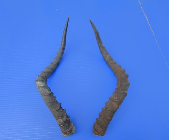 2 African Impala Antelope Horns for Sale 18-3/4 and 19-1/2 inches (1 right, 1 left) - Buy these 2 for $20.00 each