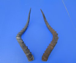 2 African Impala Antelope Horns for Sale 18-3/4 and 19-1/2 inches (1 right, 1 left) - Buy these 2 for $20.00 each