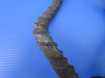 2 African Impala Antelope Horns for Sale 18-3/4 and 19-1/2 inches (1 right, 1 left) - Buy these 2 for $20.00 each