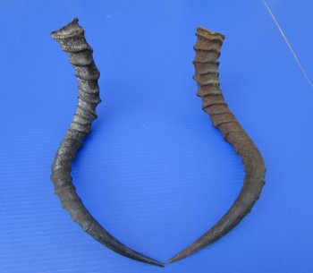 2 African Impala Antelope Horns for Sale 18-3/4 and 19-1/2 inches (1 right, 1 left) - Buy these 2 for $20.00 each