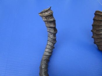 2 African Impala Antelope Horns for Sale 18-3/4 and 19-1/2 inches (1 right, 1 left) - Buy these 2 for $20.00 each