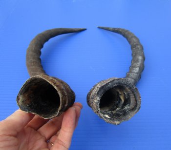 2 African Impala Antelope Horns for Sale 18-3/4 and 19-1/2 inches (1 right, 1 left) - Buy these 2 for $20.00 each
