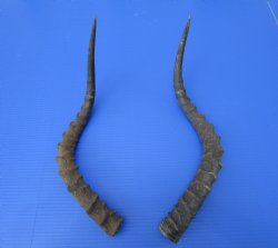 2 African Impala Antelope Horns for Sale 21 and 22 inches (1 right, 1 left) - Buy these 2 for $20.00 each