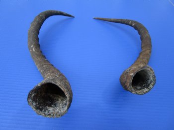 2 African Impala Antelope Horns for Sale 21 and 22 inches (1 right, 1 left) - Buy these 2 for $20.00 each