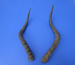 2 African Impala Antelope Horns for Sale 20 and 21-1/2 inches (1 right, 1 left) - Buy these 2 for $20.00 each