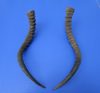 2 African Impala Antelope Horns for Sale 20 and 21-1/2 inches (1 right, 1 left) - Buy these 2 for $20.00 each