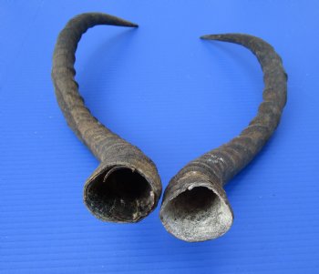 2 African Impala Antelope Horns for Sale 20 and 21-1/2 inches (1 right, 1 left) - Buy these 2 for $20.00 each
