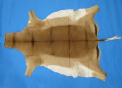 African Impala Skin Hide, Antelope Skin, Hide 49 x 38 inches - Buy this one for  $79.99