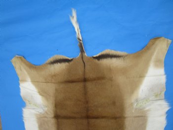 African Impala Skin Hide, Antelope Skin, Hide 49 x 38 inches - Buy this one for  $79.99