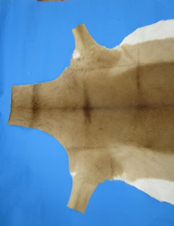 African Impala Skin Hide, Antelope Skin, Hide 49 x 38 inches - Buy this one for  $79.99