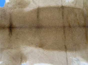 African Impala Skin Hide, Antelope Skin, Hide 49 x 38 inches - Buy this one for  $79.99