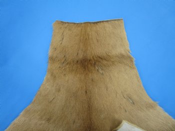 African Impala Skin Hide, Antelope Skin, Hide 49 x 38 inches - Buy this one for  $79.99