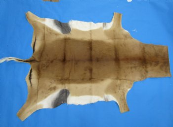 Authentic African Impala Skin Hide, Antelope Skin, Hide 53 by 40-1/2 inches - Buy this one for  $79.99