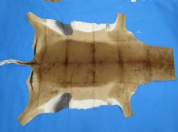 Authentic African Impala Skin Hide, Antelope Skin, Hide 53 by 40-1/2 inches - Buy this one for  $79.99