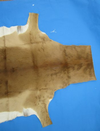 Authentic African Impala Skin Hide, Antelope Skin, Hide 53 by 40-1/2 inches - Buy this one for  $79.99