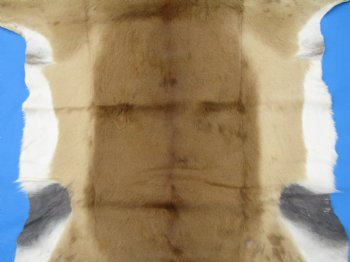 Authentic African Impala Skin Hide, Antelope Skin, Hide 53 by 40-1/2 inches - Buy this one for  $79.99