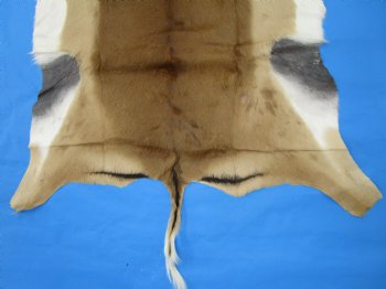 Authentic African Impala Skin Hide, Antelope Skin, Hide 53 by 40-1/2 inches - Buy this one for  $79.99