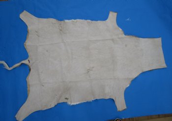 Authentic African Impala Skin Hide, Antelope Skin, Hide 53 by 40-1/2 inches - Buy this one for  $79.99