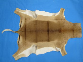 Real African Impala Skin Hide, Antelope Skin, Hide 49 x 38-1/2 inches - Buy this one for  $79.99