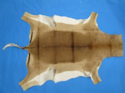 Real African Impala Skin Hide, Antelope Skin, Hide 49 x 38-1/2 inches - Buy this one for  $79.99