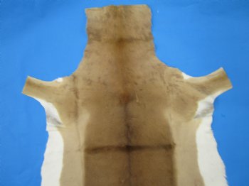 Real African Impala Skin Hide, Antelope Skin, Hide 49 x 38-1/2 inches - Buy this one for  $79.99