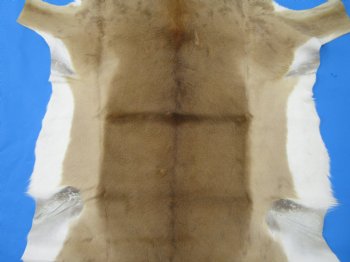 Real African Impala Skin Hide, Antelope Skin, Hide 49 x 38-1/2 inches - Buy this one for  $79.99