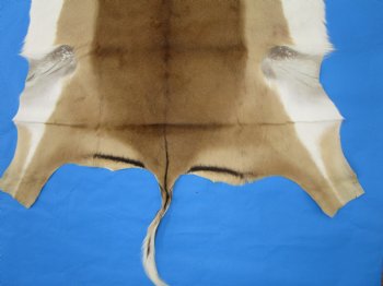 Real African Impala Skin Hide, Antelope Skin, Hide 49 x 38-1/2 inches - Buy this one for  $79.99